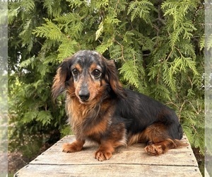 Father of the Dachshund puppies born on 03/04/2026
