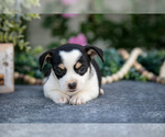 Small #2 Chihuahua