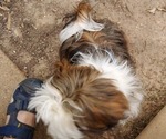 Small Photo #5 Shih Tzu Puppy For Sale in SAINT CHARLES, MO, USA