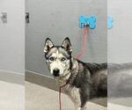 Small Siberian Husky Mix