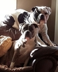 Small Photo #1 Olde English Bulldogge Puppy For Sale in ROCHESTER, NY, USA