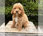 Small #2 Goldendoodle (Miniature)