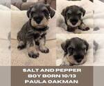 Puppy salt and pepper Schnauzer (Miniature)
