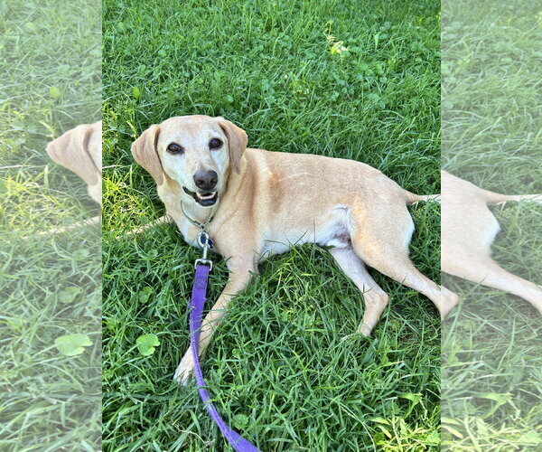 Medium Photo #3 Mutt Puppy For Sale in Landenberg, PA, USA