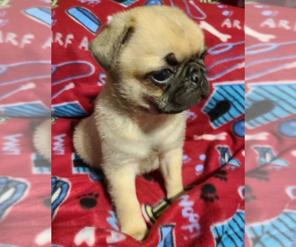 Medium Photo #1 Pug Puppy For Sale in MANGHAM, LA, USA