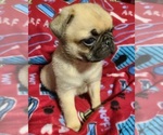 Small Photo #1 Pug Puppy For Sale in MANGHAM, LA, USA
