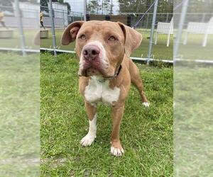 American Pit Bull Terrier-Unknown Mix Dogs for adoption in Naples, FL, USA
