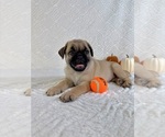Small #4 Pug