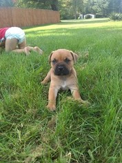 Cane Corso Puppy for sale in SAGINAW, MI, USA