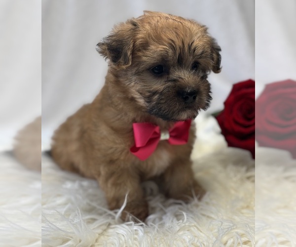 Medium Photo #7 Morkie Puppy For Sale in ROCK STREAM, NY, USA