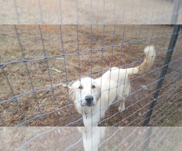 Medium Photo #1 Anatolian Shepherd Puppy For Sale in CUMBY, TX, USA