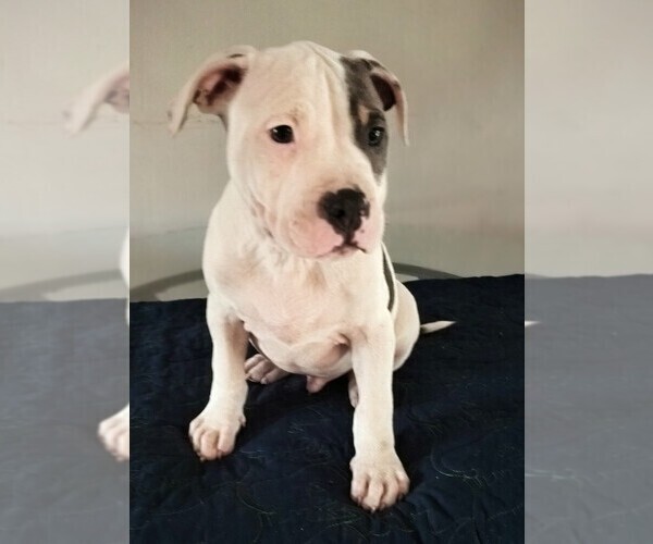Medium Photo #6 American Bully Puppy For Sale in BARNEGAT, NJ, USA