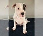 Small #5 American Bully