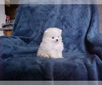 Small Pomeranian