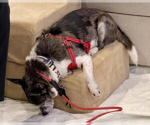 Calvin - Male Chihuahua-Unknown Mix Dog for Adoption - Photo #10