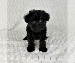 YorkiePoo Puppy for sale in FRANKLIN, IN, USA