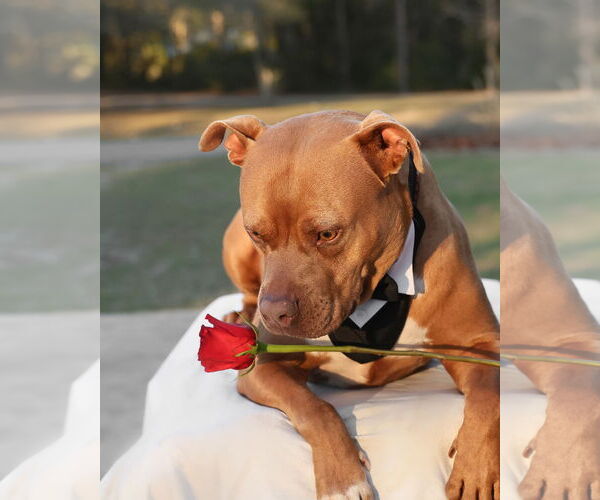 Medium Photo #13 Mutt Puppy For Sale in  Gainesville, FL, USA