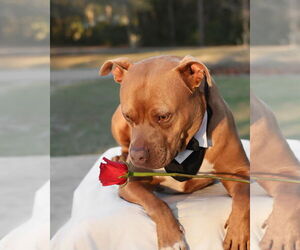 Chopper II - Male Mutt Dog for Adoption - Photo #13