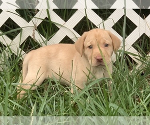 Labrador Retriever Puppy for sale in SPOTSYLVANIA, VA, USA