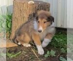 Small #2 Collie