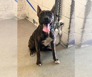 Mutt Dogs for adoption in San Bernardino, CA, USA