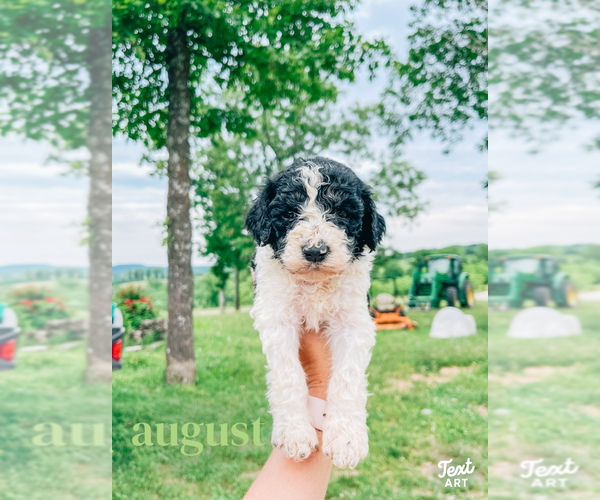 Medium Photo #1 Poodle (Standard) Puppy For Sale in GARRISON, MO, USA