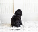 Small #6 Morkie-Poodle (Toy) Mix