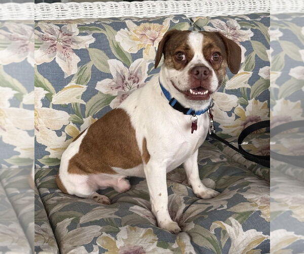 Medium Photo #2 French Bulldog-Unknown Mix Puppy For Sale in Mundelein, IL, USA