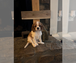Small #1 Cavalier King Charles Spaniel