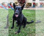 Small Photo #8 German Shepherd Dog Puppy For Sale in Royal Palm Beach, FL, USA