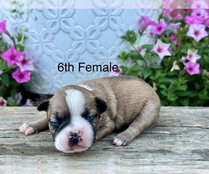 Boston Terrier Puppy for sale in EWING, KY, USA
