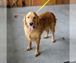 Small Photo #3 Golden Retriever Puppy For Sale in QUARRYVILLE, PA, USA