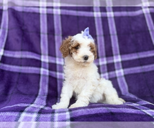Medium Photo #7 Cavapoo (Miniature) Puppy For Sale in LAKELAND, FL, USA