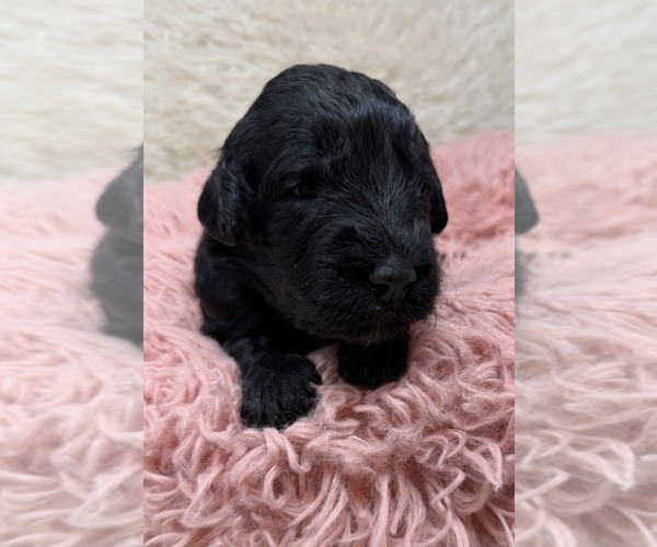 Medium Photo #24 Goldendoodle Puppy For Sale in PIERSON, FL, USA