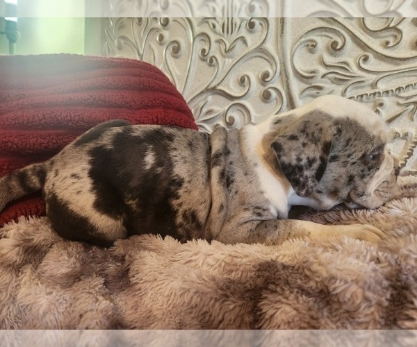 Medium Photo #18 Bulldog Puppy For Sale in FAIRFIELD, IA, USA