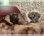 Small Photo #18 Bulldog Puppy For Sale in FAIRFIELD, IA, USA