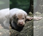 Puppy Silver Boy Labrador Retriever