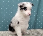 Small Photo #24 Border Collie Puppy For Sale in BLAKESBURG, IA, USA