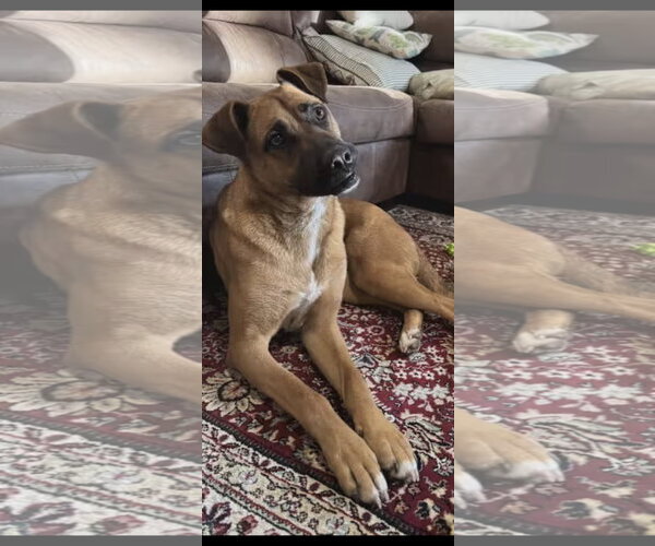 Medium Photo #3 Boxer-German Shepherd Dog Mix Puppy For Sale in Westminster, MD, USA