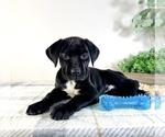 Small #1 Cane Corso
