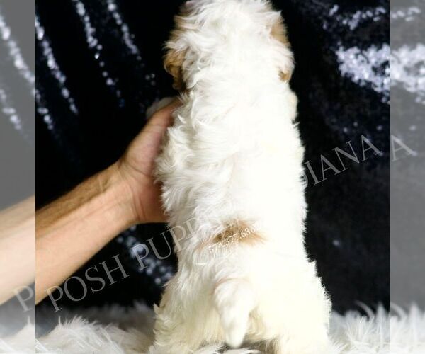 Medium Photo #4 Cavapoo Puppy For Sale in WARSAW, IN, USA