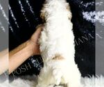 Small #3 Cavapoo