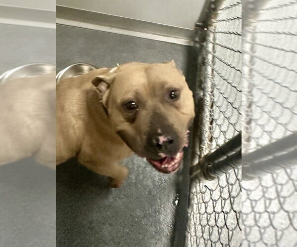 Medium Photo #1 American Bulldog-Unknown Mix Puppy For Sale in Glen Allen, VA, USA