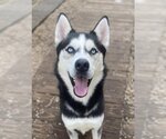 Small Siberian Husky