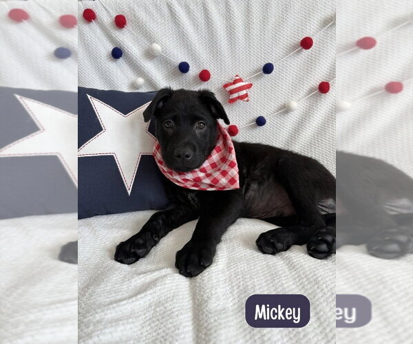 Medium Photo #2 Labrador Retriever-Unknown Mix Puppy For Sale in Lakewood, CO, USA