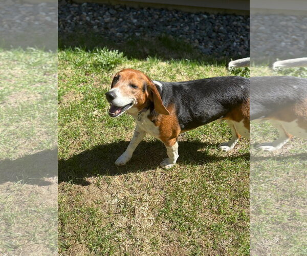 Medium Photo #6 Beagle Puppy For Sale in Alexander, AR, USA