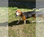 Small #5 Beagle