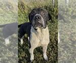 SKINNER - Male American Bulldog Dog for Adoption - Small photo