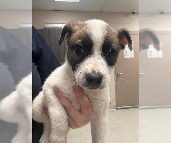 Medium Photo #1 Anatolian Shepherd-Unknown Mix Puppy For Sale in Conroe, TX, USA