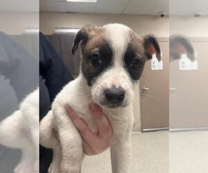 Anatolian Shepherd-Unknown Mix Dogs for adoption in Conroe, TX, USA